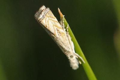 <i>Platytes cerussella</i>