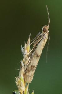 <i>Homoeosoma sinuella</i>