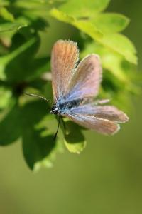 Azuré des Cytises 