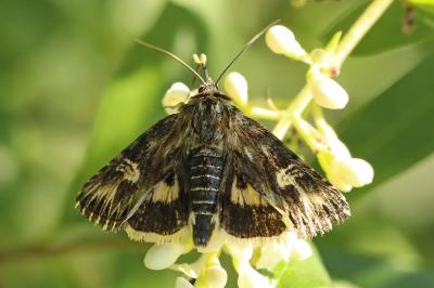 Noctuelle radiée 