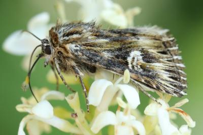 Noctuelle radiée 