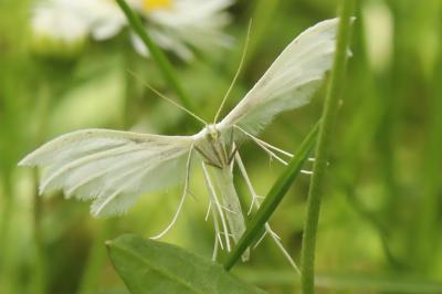<i>Pterophorus pentadactylus</i>