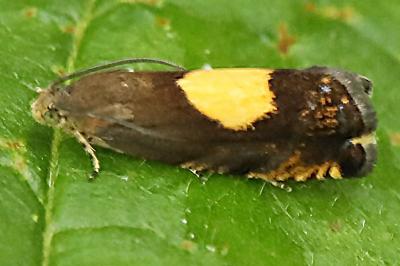 <i>Pammene regiana</i>