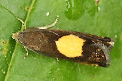 <i>Pammene regiana</i>