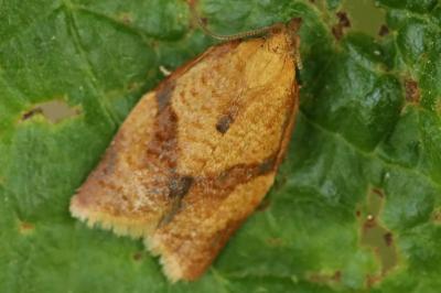 <i>Clepsis consimilana</i>