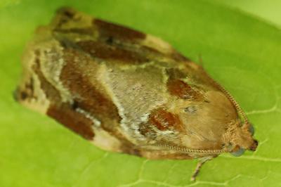 <i>Archips xylosteana</i>