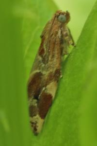 <i>Archips xylosteana</i>
