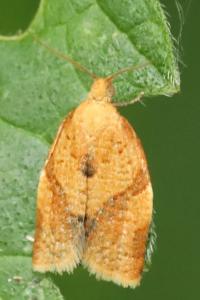 <i>Clepsis consimilana</i>