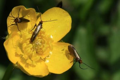 <i>Micropterix calthella</i>