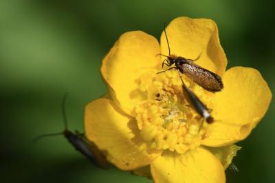 <i>Micropterix calthella</i>