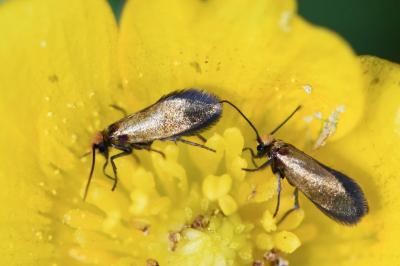 <i>Micropterix calthella</i>