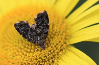 <i>Anthophila fabriciana</i>