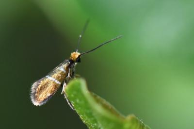 <i>Micropterix aruncella</i>