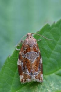 <i>Archips xylosteana</i>