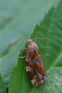 <i>Archips xylosteana</i>