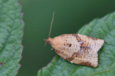 <i>Clepsis consimilana</i>