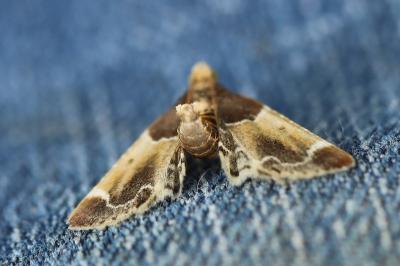 <i>Pyralis farinalis</i>