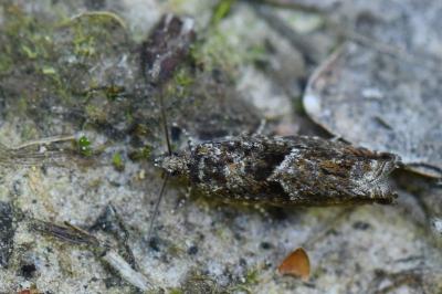 <i>Epinotia immundana</i>