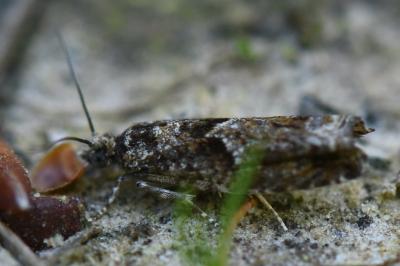 <i>Epinotia immundana</i>