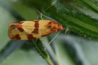 <i>Aethes tesserana</i>