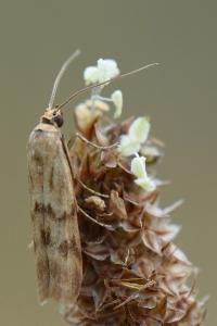 <i>Homoeosoma sinuella</i>