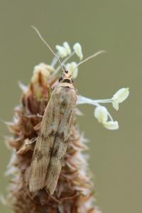 <i>Homoeosoma sinuella</i>