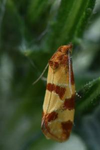 <i>Aethes tesserana</i>