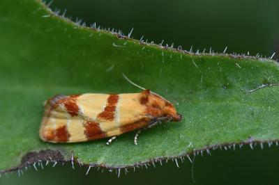 <i>Aethes tesserana</i>