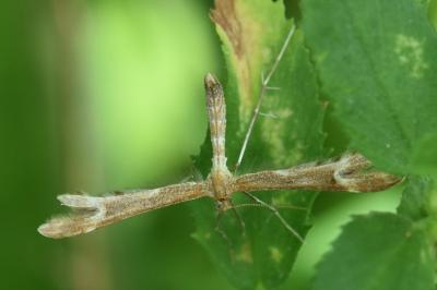 <i>Marasmarcha lunaedactyla</i>