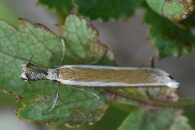 <i>Pleurota aristella</i>