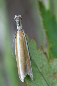 <i>Pleurota aristella</i>