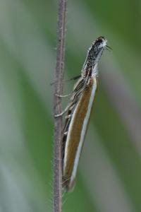 <i>Pleurota aristella</i>