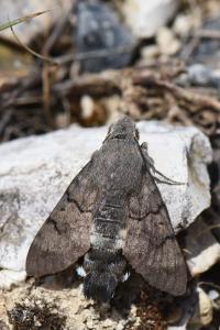 Moro-Sphinx 