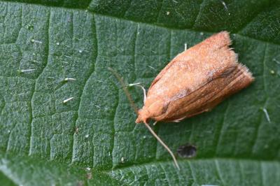 <i>Clepsis consimilana</i>