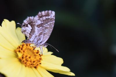 Cacyreus marshalli