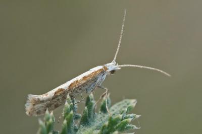 Plutella xylostella