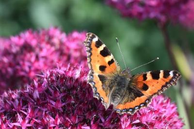 Aglais urticae