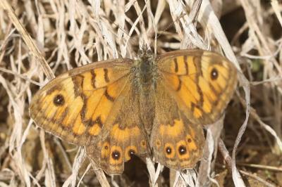 Lasiommata megera