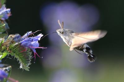 Macroglossum stellatarum