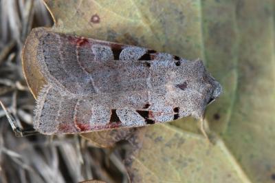 Eugnorisma glareosa