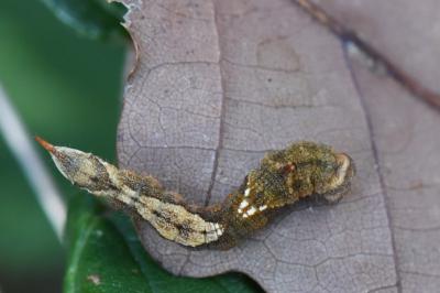 Watsonalla binaria