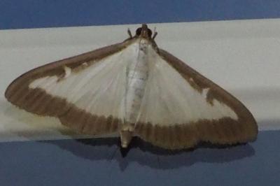 Cydalima perspectalis