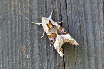 Phlogophora meticulosa