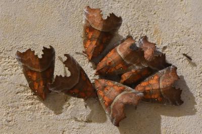 Scoliopteryx libatrix
