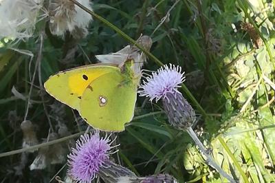 Colias crocea