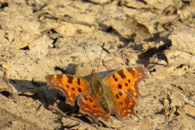 Polygonia c-album