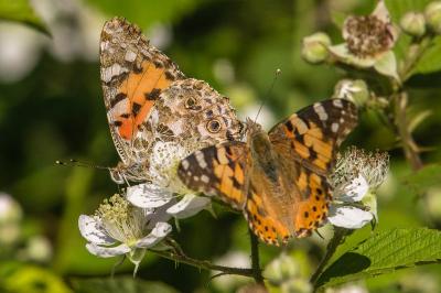 Vanessa cardui