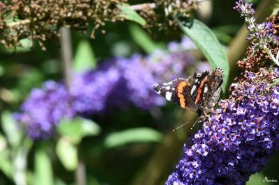 Vanessa atalanta