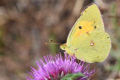 Colias crocea