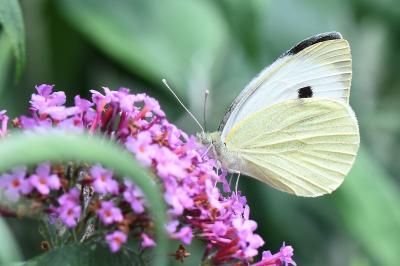 Pieris brassicae